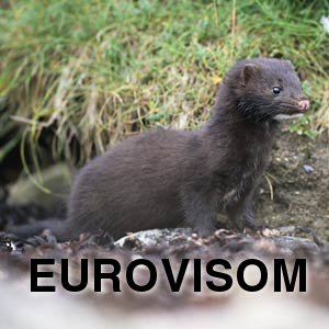 Eurovisom